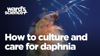 Caring and Culturing for Daphnia [upl. by Mahmud]