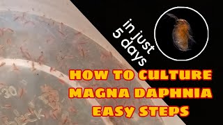 How to Culture Magna Daphnia Easily [upl. by Thibault]