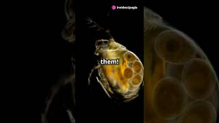 How to culture Daphnia for your Aquarium [upl. by Leod]