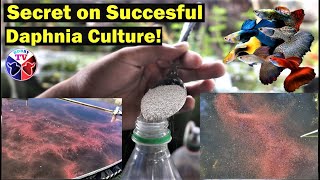 How to Culture Daphnia Successfully [upl. by Aglo]