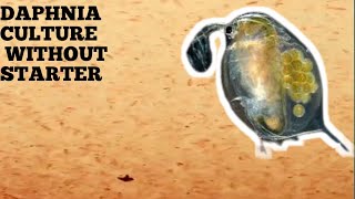 HOW TO CULTURE DAPHNIA NATURALLY WITHOUT A STARTER [upl. by Ikir]