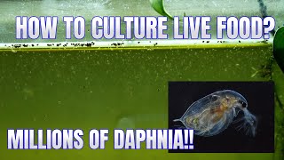 How to Culture Daphnia Secret Method to Breed MILLIONS  Simply Aquatic [upl. by Iinden]