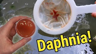 How I Culture Daphnia In Outdoor Tubs [upl. by Chemesh]