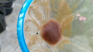 How to culture daphnia moina in a small container Part 1 English Subtitle [upl. by Kaufman]