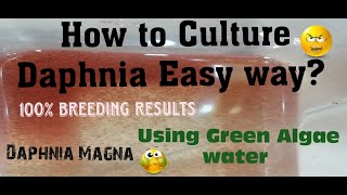 Daphnia MagnaHow to Culture Daphnia Easy wayCulturing Daphnia using Green water Daphnia [upl. by Bunni]