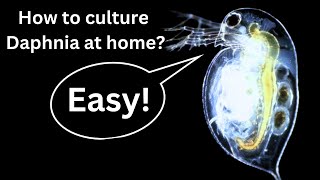 BEST Live Fish Food Beginner guide How to Culture Daphnia at home [upl. by Weywadt775]