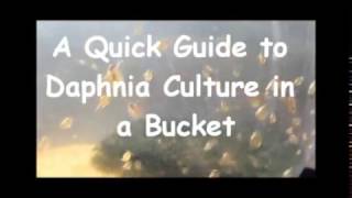 How to culture daphnia outside [upl. by Nwahsit287]