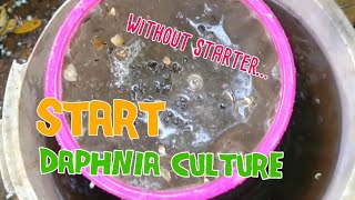 How to culture daphnia moina the easy way 1  Starting the Daphnia culture [upl. by Nissie87]