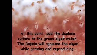 Daphnia  How to grow daphnia in your home [upl. by Tail]