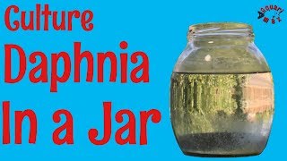 How to Culture Daphnia in a Jar [upl. by Ennovihc]