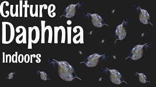 How to Culture Daphnia [upl. by Allie305]