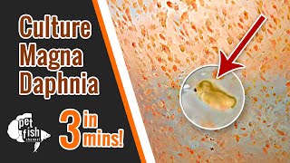 How to culture DAPHNIA MAGNA  The easy way [upl. by Rriocard43]