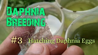 Daphnia Culture made simple and easy 3  Hatching Daphnia eggs [upl. by Atnovart]