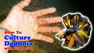 How to Culture Daphnia with ZERO Cost  Unlimited Live Food For Our Fish [upl. by Aihsercal564]