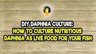 DIY Daphnia Culture How to Culture Nutritious Daphnia as Live Food for Your Fish [upl. by Airogerg466]