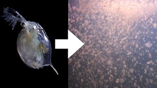 How I Culture Daphnia [upl. by Ardnued854]