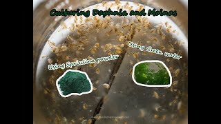 How To Culture Daphnia and Moinas using Green Water Spirulina powder [upl. by Borszcz]