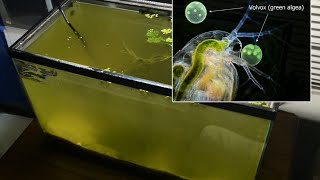 Raising Daphnia for the Freshwater Aquarium [upl. by Eveineg829]