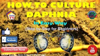 HOW TO CULTURE DAPHNIA In Easy Way [upl. by Gwendolyn]